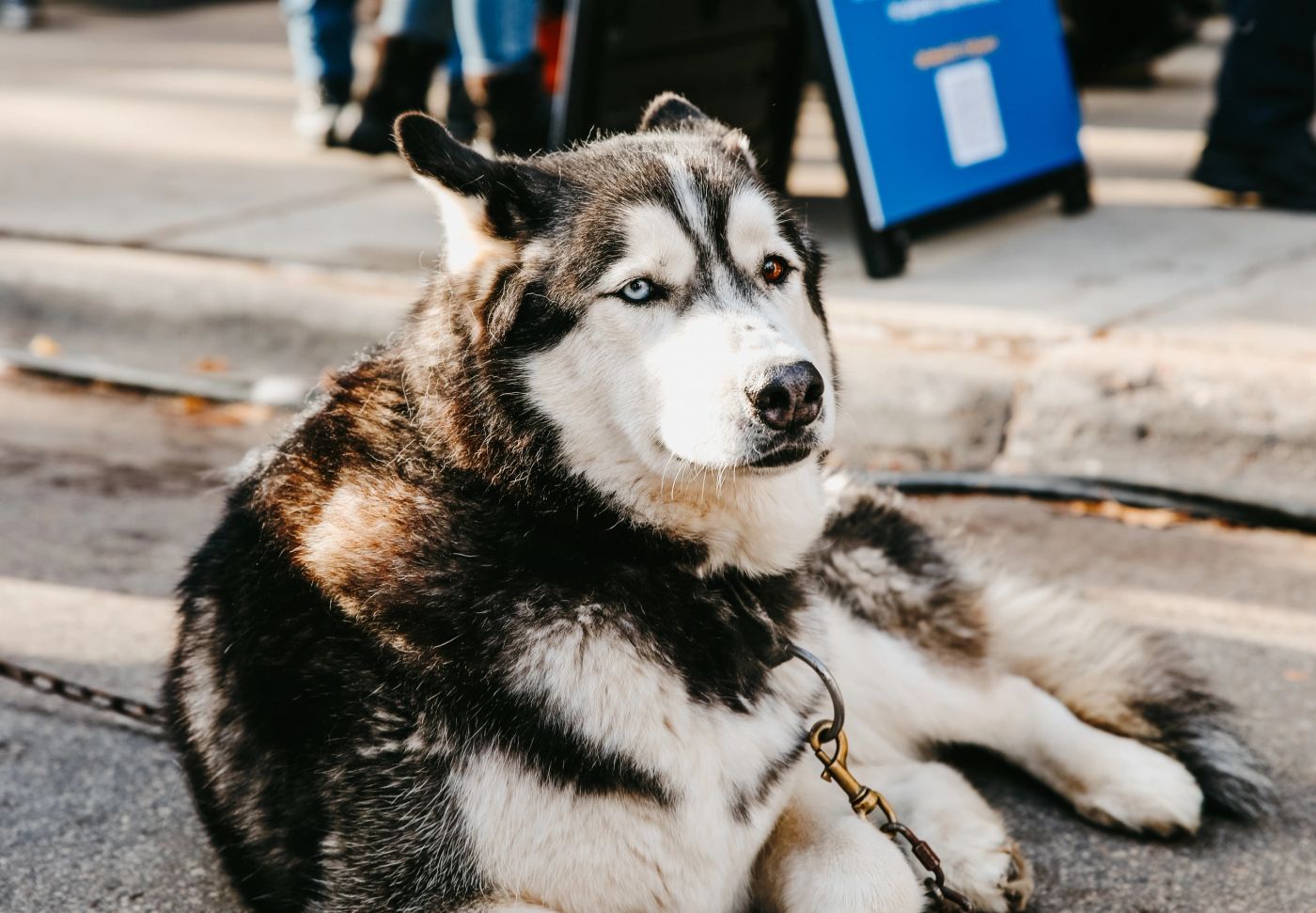 Sled dogs saying hello