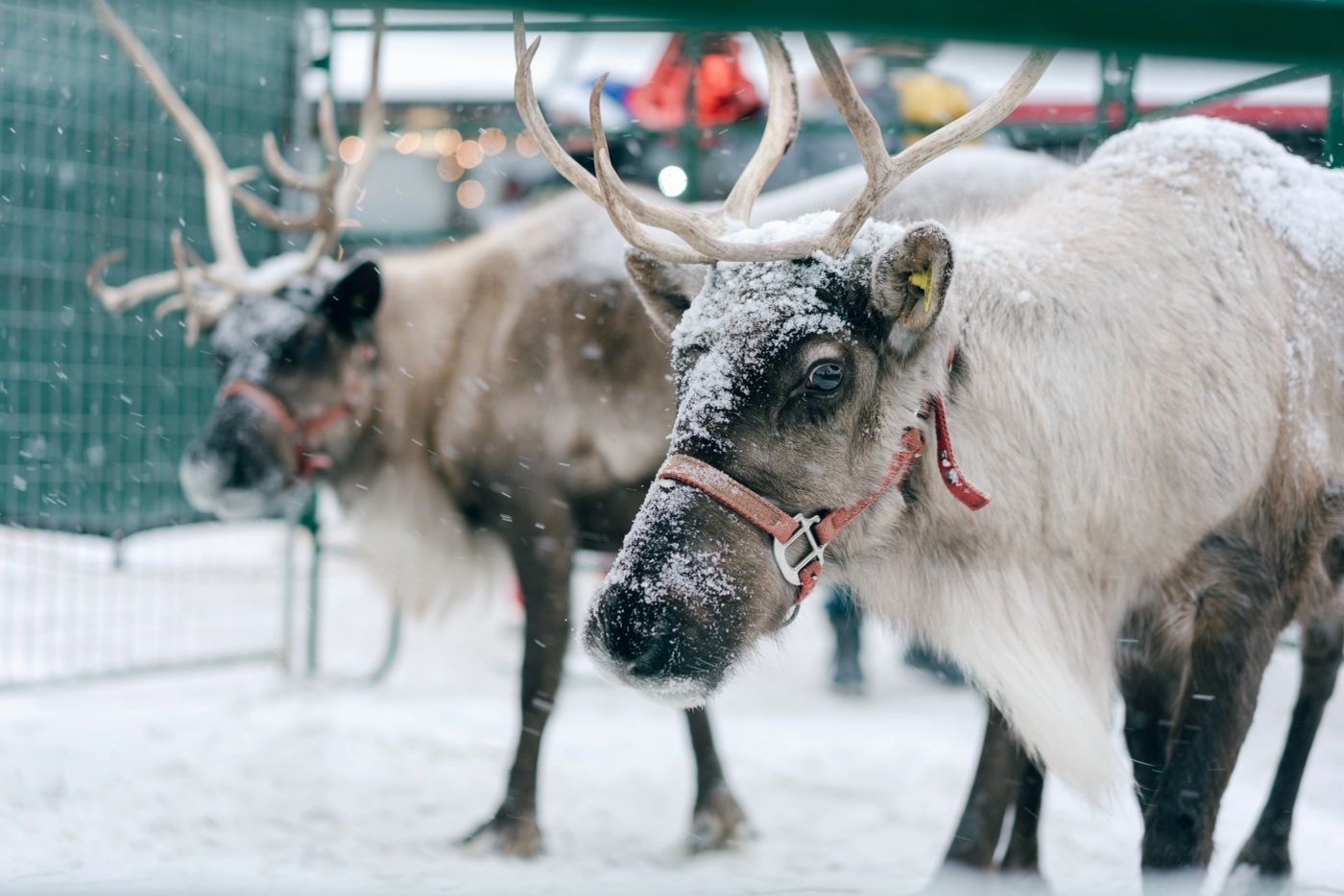Live Reindeer, Llamas & Huskies