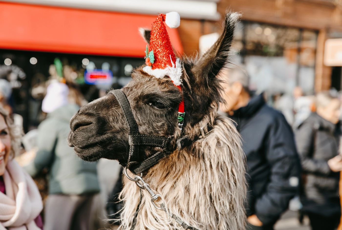 A llama in a very good mood